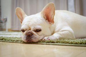 寝そべっているフレンチブルドッグ
