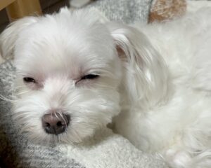 目をつぶるマルチーズ