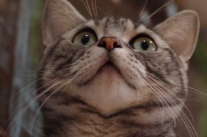 上を見る猫