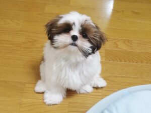 こちらを見つめるシーズーの子犬
