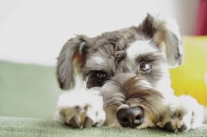 こちらを見つめるミニチュアシュナウザー