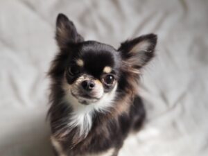 こちらを見つめるチワワ