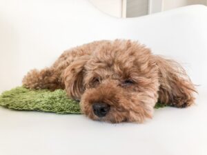 眠るトイプードル