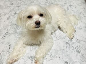 床で伏せをするマルチーズ