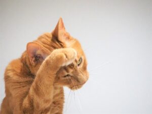 毛づくろいをする猫