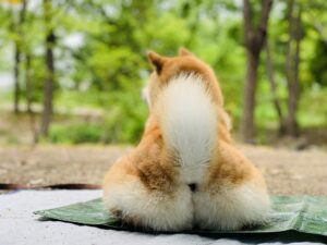座っている柴犬の後ろ姿