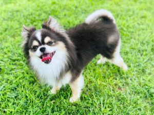草むらでこちらを見上げるチワワ