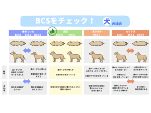 犬の場合のBCSチェック表