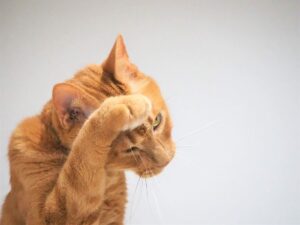 毛づくろいをする猫