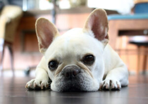 伏せてこちらを見つめるフレンチブルドッグ