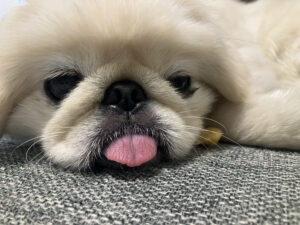 舌が出ているペキニーズ