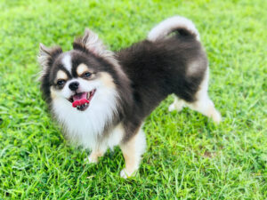 草むらでこちらを見上げるチワワ