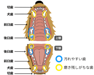 汚れやすい歯、磨き残しがちな歯
