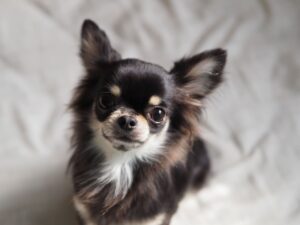 こちらを見つめるチワワ