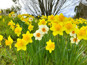 道に咲いているスイセン