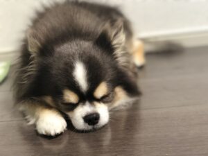 目をつぶるチワワ