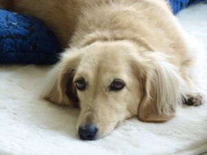 寝そべるダックスフンド