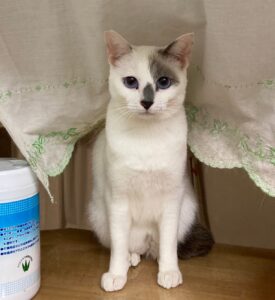 カーテンに隠れてこちらを見つめる白グレーの猫