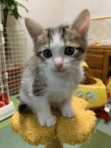 キャットタワーの上に乗っかりこちらを見つめるキジ白の子猫