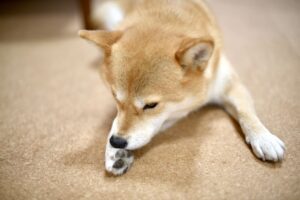 前肢を舐める柴犬