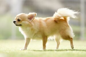 立ち上がって足を挙げるチワワ