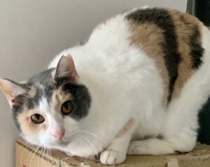 段ボールの上でこちらを見つめる三毛猫
