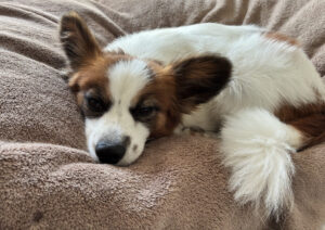 布団の上でうずくまるパピヨン