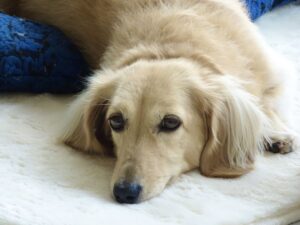 寝そべるダックスフンド