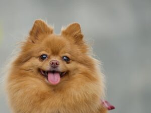 こちらを見つめる茶色いポメラニアン