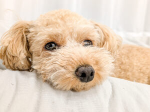 寝そべってこちらを見るトイプードル