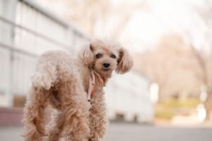 道端で振り返るトイプードル