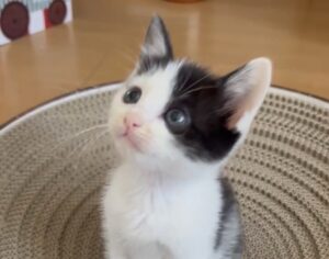 爪研ぎに乗っかって上を見つめる白黒の子猫