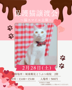 保護猫譲渡会〜猫スマイル主催〜2/28