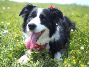 草原で伏せをするボーダーコリー