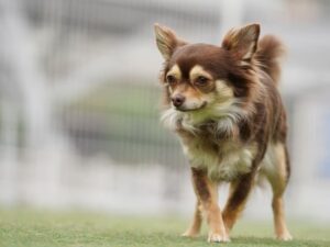 ドッグランで立っているチワワ