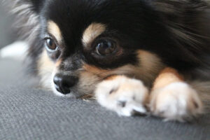 足の上に顔を置いて寝転ぶチワワ