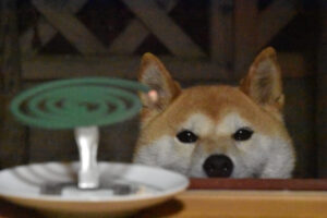 蚊取り線香を見つめる柴犬