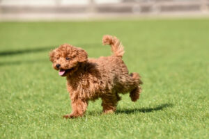 後肢を挙げて歩くトイプードルの子犬