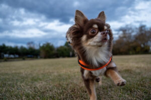 こちらに向かって歩いてくるチワワ