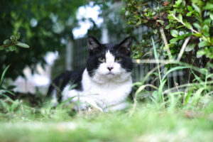 草むらで座り込む黒白のハチワレ猫