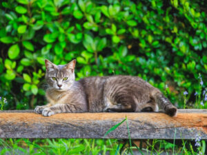 木の椅子でくつろぐ猫