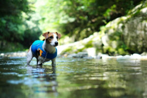川の中で立っているジャックラッセルテリア