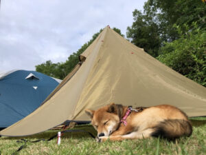 キャンプに行ってテントの前で眠る犬